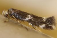 Elachista stabilella