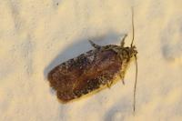 Agonopterix purpurea