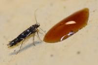 Parectopa ononidis