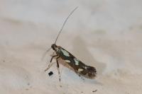 Calybites phasianipennella