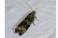 Celypha lacunana