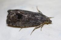 Cydia splendana