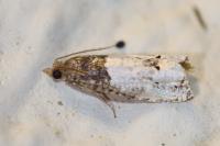 Notocelia roborana