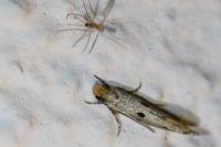 Tinea trinotella