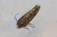 Scrobipalpa ocellatella