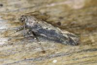 Scrobipalpa ocellatella