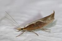 Ypsolopha dentella