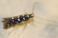 Parectopa ononidis