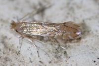 Phyllonorycter quercifoliella