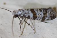Scythropia crataegella