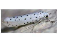 Yponomeuta