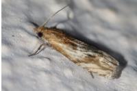 Eucosma gr. cana