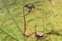 Stigmella microtheriella