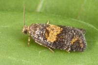 Ptycholomoides aeriferanus