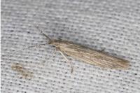 Coleophora texanella