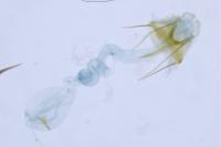 Coleophora texanella