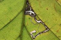 Stigmella microtheriella