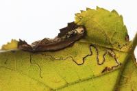 Phyllonorycter nicellii