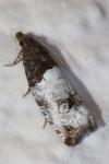 Notocelia roborana