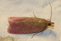 Celypha rosaceana