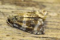 Celypha lacunana
