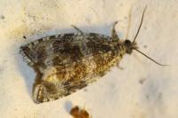 Celypha lacunana