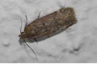 Bryotropha