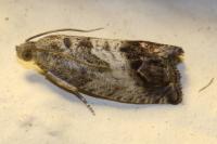 Cydia splendana