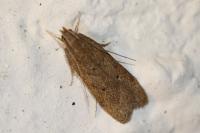 Helcystogramma lutatella