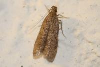 Helcystogramma lutatella