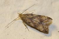 Brachmia blandella