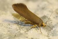 Crassa unitella