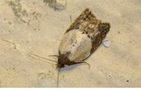 Acleris variegana