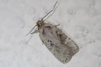 Agonopterix yeatiana