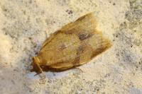 Clepsis consimilana