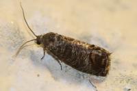 Cydia pomonella