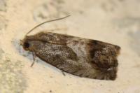 Cydia splendana