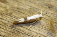 Argyresthia pruniella