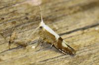 Argyresthia pruniella