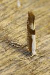 Argyresthia pruniella
