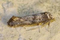 Paraswammerdamia nebulella