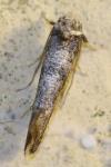 Paraswammerdamia nebulella