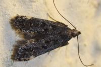 Dichomeris alacella