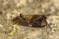 Ditula angustiorana