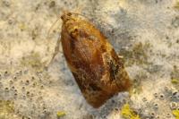 Ditula angustiorana