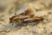 Batia lunaris