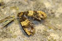 Celypha aurofasciana