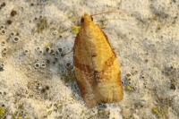 Clepsis consimilana