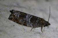 Ancylis achatana