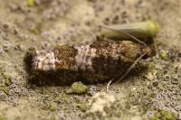 Ancylis achatana
